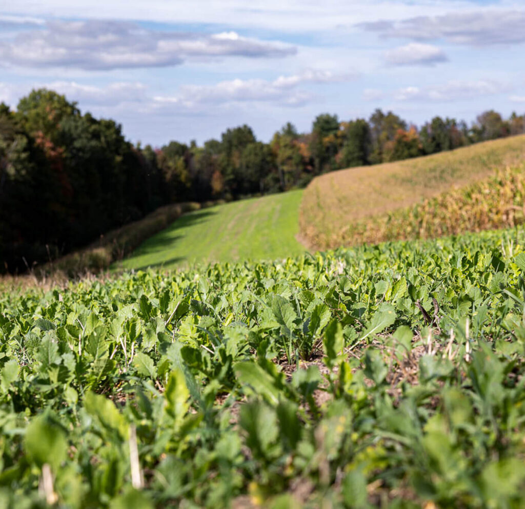 green field with trees