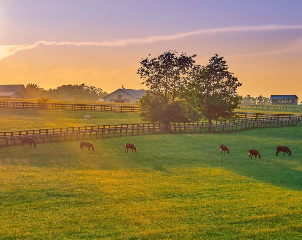 horses in pasture with sun setting