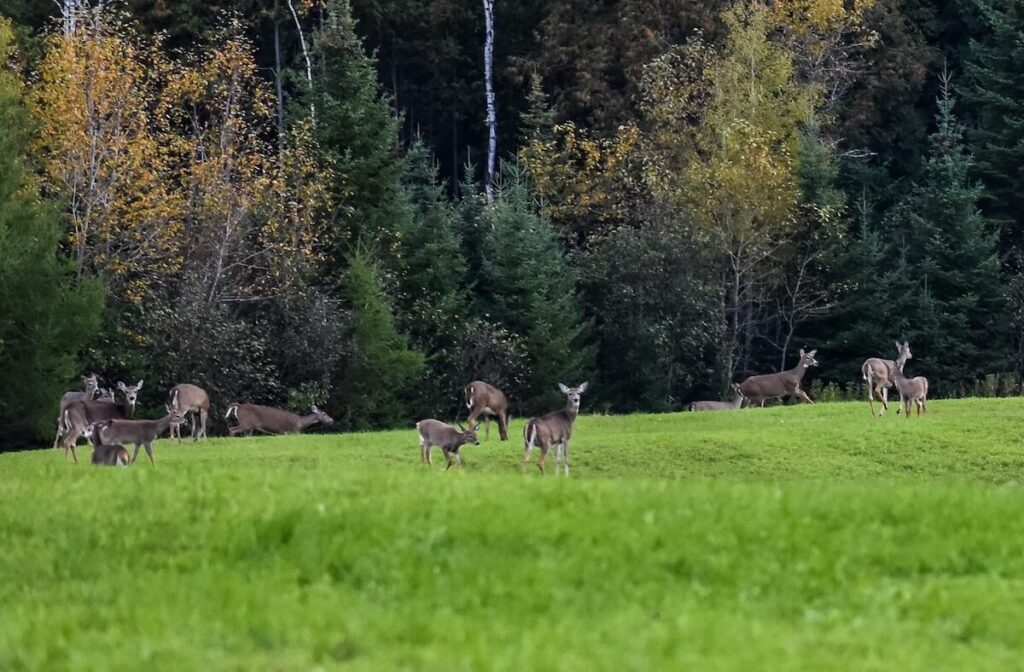 Herd of whitetail deer near the edge of a forest with autumn colors
